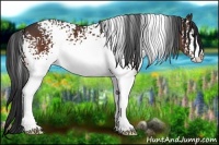 Horse Color:White Spotted Bay 