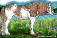 Horse Color:White Spotted Chestnut 
