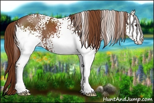 Horse Color:White Spotted Chestnut