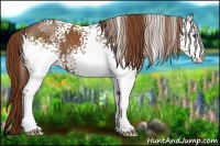Horse Color:White Spotted Chestnut 