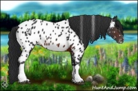 Horse Color:Brown Appaloosa