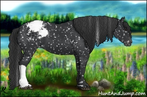 Horse Color:Black Appaloosa