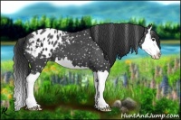 Horse Color:Blue Roan Splash Appaloosa