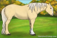 Horse Color:Palomino 