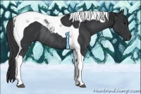Horse Color:Black Tobiano Rabicano