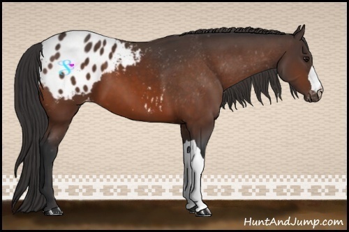 Horse Color:Brown Appaloosa 