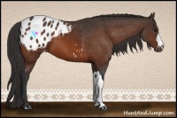 Horse Color:Brown Appaloosa