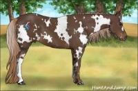 Horse Color:White Spotted Liver Chestnut 