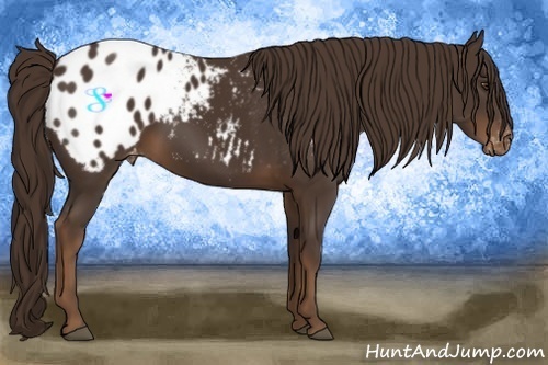 Horse Color:Liver Chestnut Appaloosa 