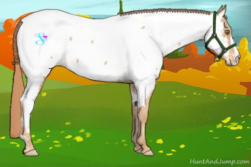 Horse Color:Gold Champagne Appaloosa 