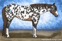Horse Color:Buckskin Appaloosa