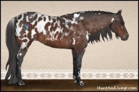 Horse Color:White Spotted Bay Appaloosa