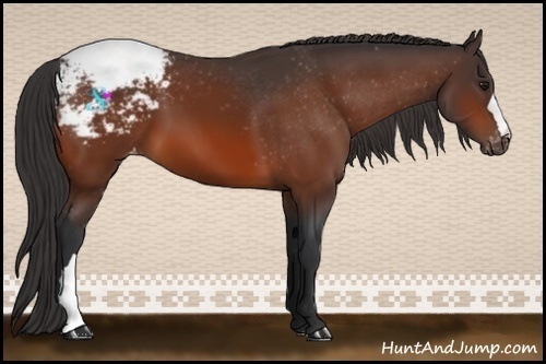 Horse Color:Bay Appaloosa 