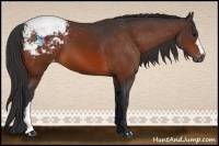 Horse Color:Bay Appaloosa