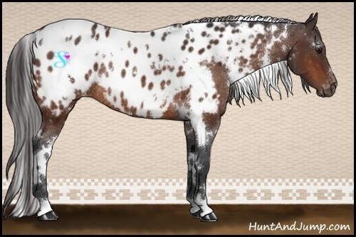 Horse Color:White Spotted Bay Blanket Rabicano