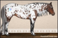 Horse Color:White Spotted Bay Blanket Rabicano