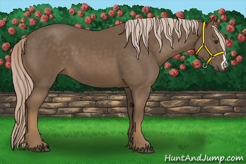 Horse Color:Chocolate Palomino 