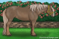 Horse Color:Chocolate Palomino 