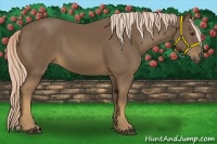 Horse Color:Chocolate Palomino 