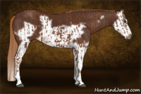 Horse Color:Chestnut Splash Frame  and Gray Chestnut Splash Frame 