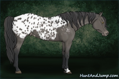 Horse Color:Black Appaloosa 