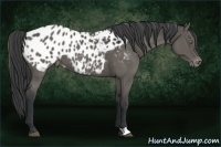 Horse Color:Black Appaloosa