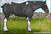 Horse Color:Black Tobiano Appaloosa Rabicano 