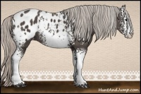 Horse Color:White Spotted Silver Black Appaloosa 