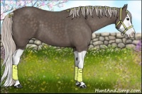 Horse Color:Silver Black Splash