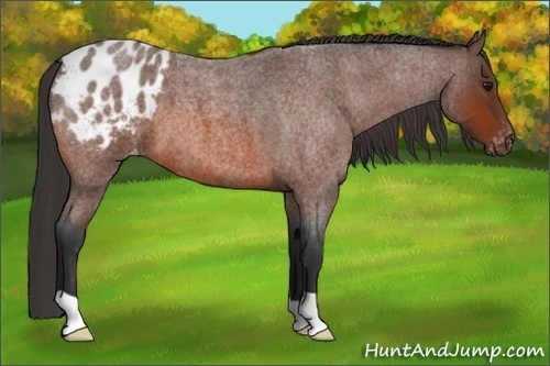 Horse Color:Bay Roan Appaloosa