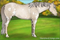 Horse Color:White Spotted Chocolate Palomino Pearl 
