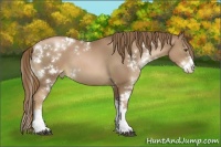 Horse Color:Liver Chestnut Pearl Sabino 