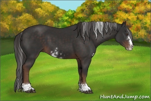 Horse Color:Liver Chestnut Sabino 