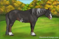 Horse Color:Liver Chestnut Sabino 