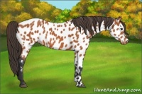 Horse Color:Bay Near Leopard 