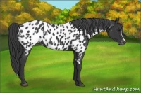 Horse Color:Black Near Leopard