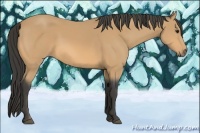 Horse Color:Buckskin 
