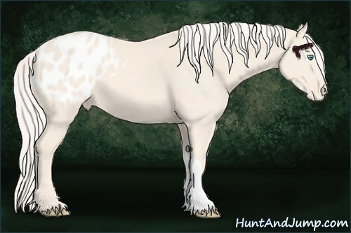 Horse Color:Cremello Appaloosa 