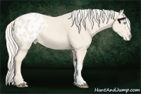 Horse Color:Cremello Appaloosa 