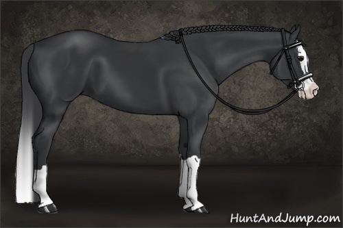 Horse Color:Black Splash