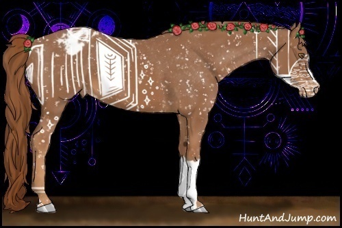 Horse Color:Chestnut Appaloosa 