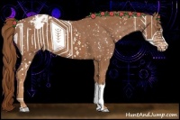 Horse Color:Chestnut Appaloosa 