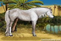 Horse Color:Gray Chestnut 