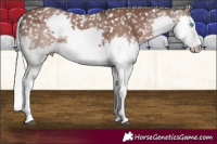 Horse Color:Silver Black Splash Appaloosa