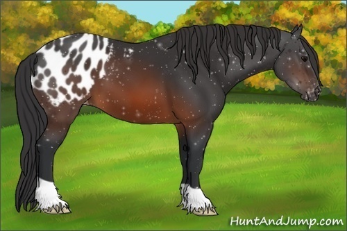 Horse Color:Brown Appaloosa 
