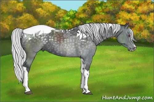 Horse Color:Silver Black Chinchilla Sabino Tobiano 