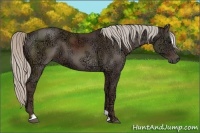 Horse Color:Silver Black Ice Sabino 