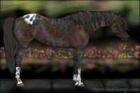 Horse Color:Midnight Brown Ice Appaloosa  and Midnight Brown Ice Appaloosa 