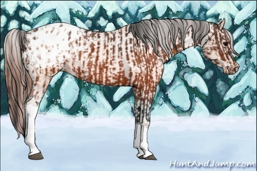 Horse Color:Brown Appaloosa  and Sable Champagne Appaloosa 