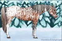Horse Color:Brown Appaloosa and Sable Champagne Appaloosa